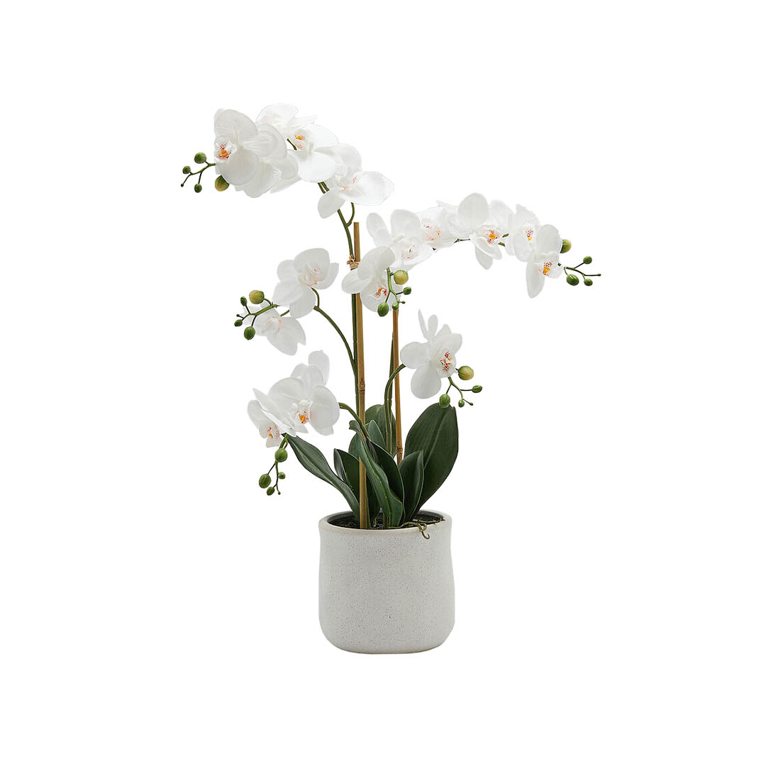 Orchidea Phalaenopsis